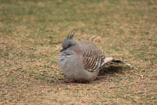 Täubchen mit Häubchen.....