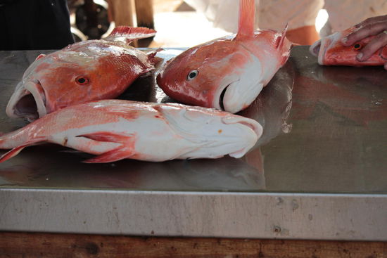 the red snapper,sehr lecker...........