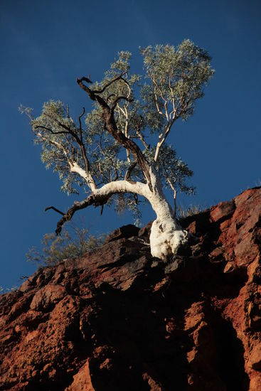 Eukalyptusbaum klebt am Felsen....