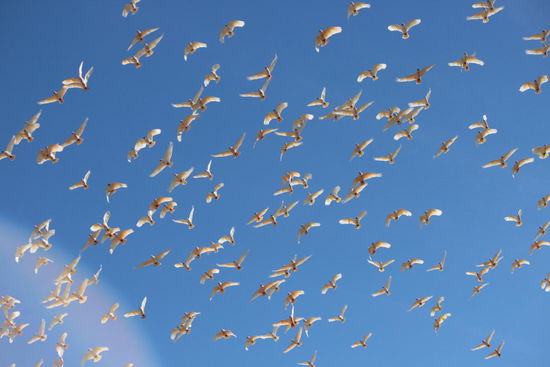 Schade, wir können bei diesem Foto leider das Geschnatter der Kakadus nicht wieder geben.