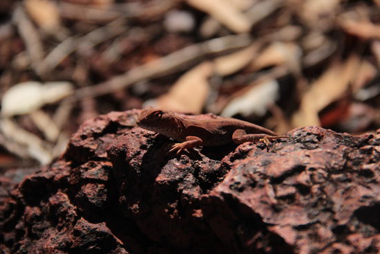 Echse in der australischen Tarnfarbe