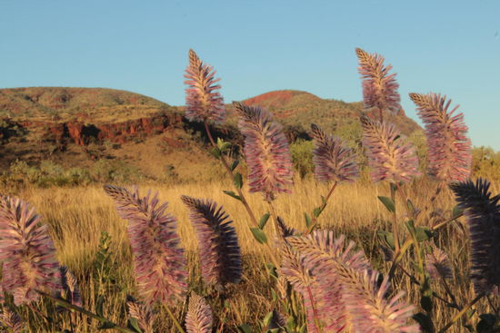 von wegen in Australien gibt es selten Blumen, ich hab's noch nie so grün erlebt...