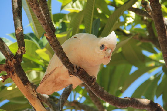 "...guckst denn so?"