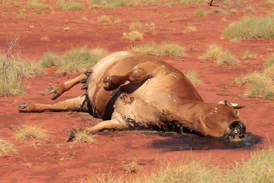 kein schöner Anblick, diese vielen toten Kühe am Straßenrand, mir als Farmer würde es das Herz brechen...