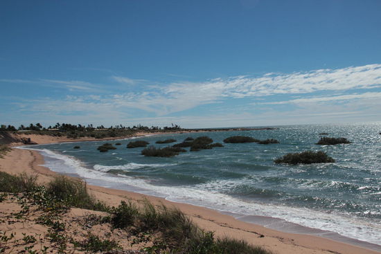 die ersten Mangroven am Pretty Pool von Port Hedland