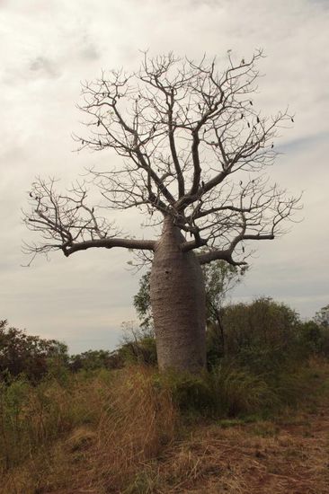es gibt wirklich Bäume, wie Kinder sie instinktiv malen...