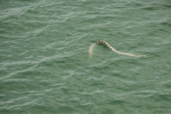 uaaahhh....riesige Wasserschlange am Willy Creek
