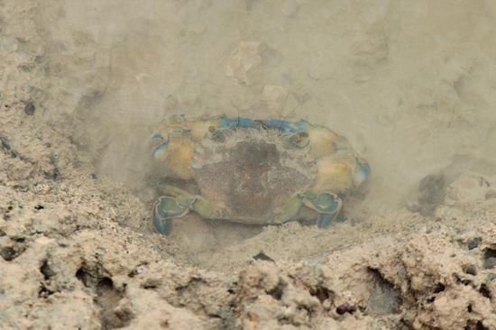 bunte Blubberkrabbe....