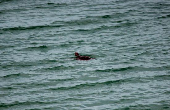 ein Turtle schwimmt vorbei.....