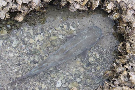 ......hmm, das ist er!