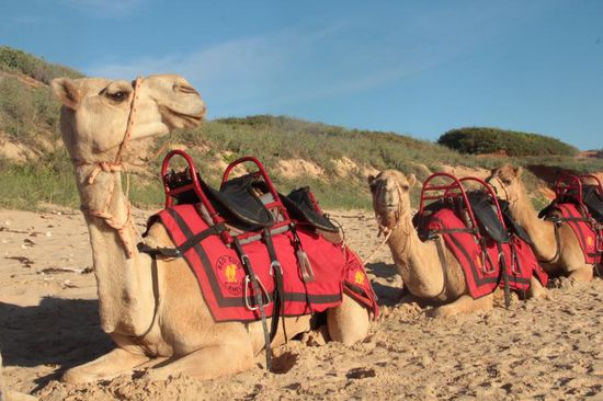 Die Kamele sind gerüstet für das tägliche Touristenspektakel....