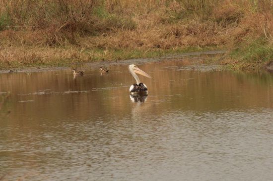 Pelikan in der Einsamkeit...