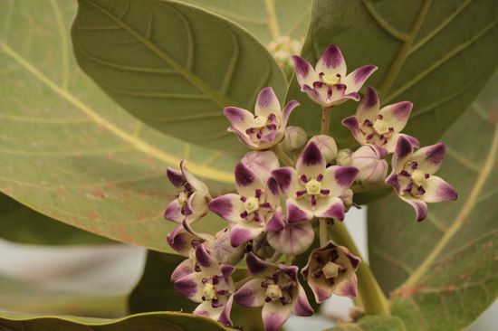 von wegen im Outback gibt es keine Blumen....