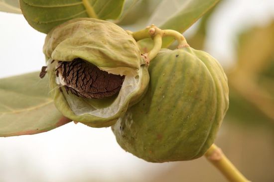 .....und seltene Früchte, das Bushfood...