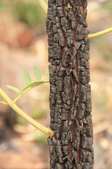 frisches Grün sprießt aus verbrannten Stamm....