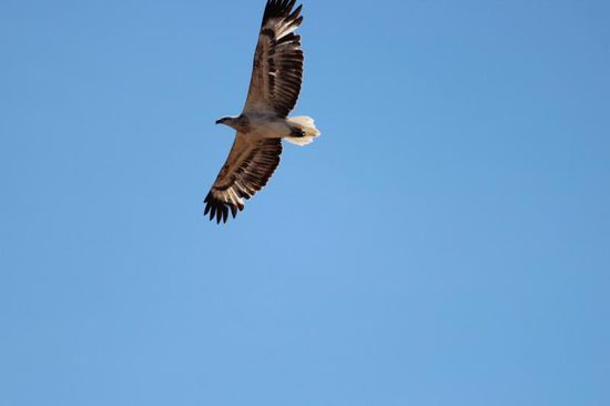 ... kreisen Adler über unseren Köpfen.