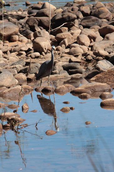 ...stolzieren Fischreiher am Ufer entlang