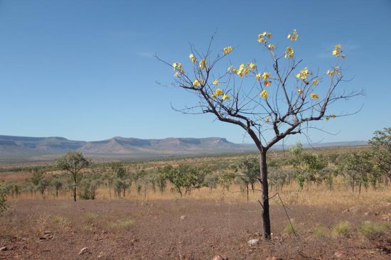 man meint der Baum sei tot, doch trägt er kräftige Blüten