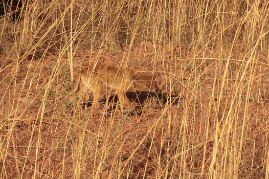 ein Dingo im Gebüsch...