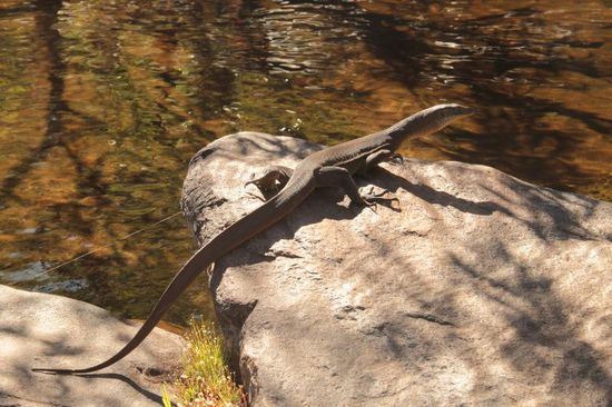 "Herr Waran nimmt ein sonntägliches Sonnenbad....