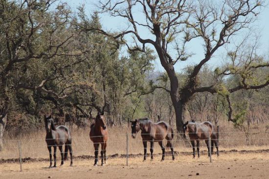 Pferde haben es etwas einfacher in der Quarantänestation