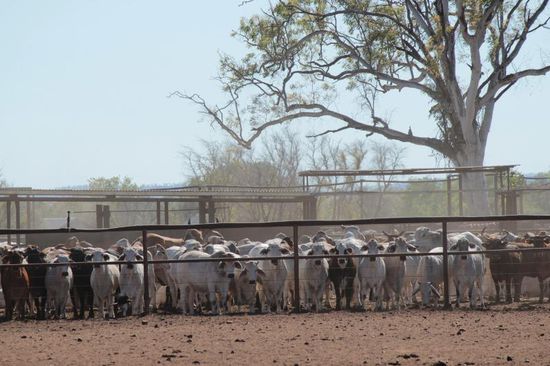 die lassen ganz schön die Ohren hängen....