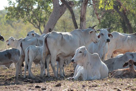 die sind schon wieder frei und haben ein schönes Schattenplätzchen....