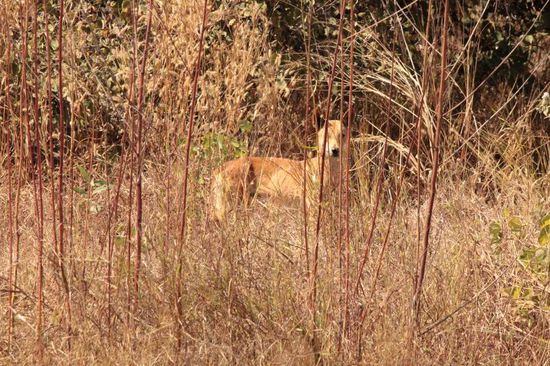 versteckter Dingo...