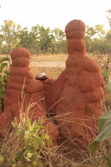 Familie Termitenhügel....