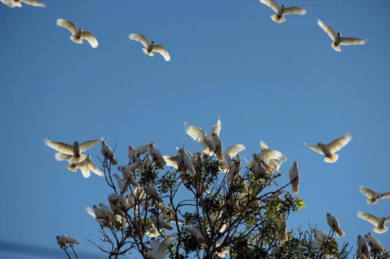 ...unsere lautstarken Freunde, die Kakadu's