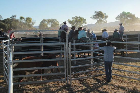 Ein Tag wie die Cowboys ihn lieben ! Pferde, Rinder, blauer Himmel, Sonne und nach der Show ein, zwei..... kühle Bier