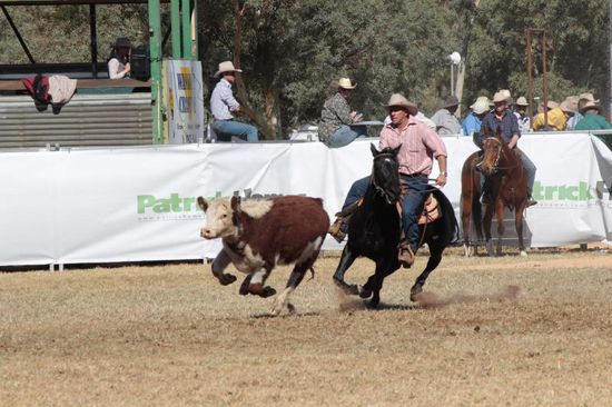 Reiter, Pferd und Rind geben ihr bestes bei vollem Tempo