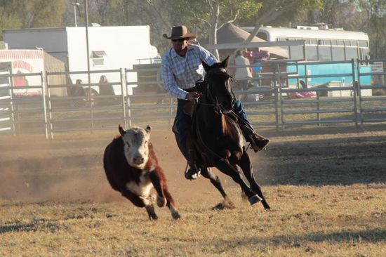 Dieser Cowboy ist nah am Rind und macht seine Arbeit sehr gut
