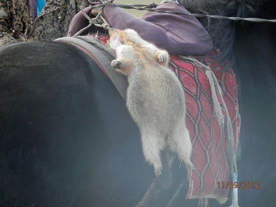 ...unsere Beute, die armen Murmele..