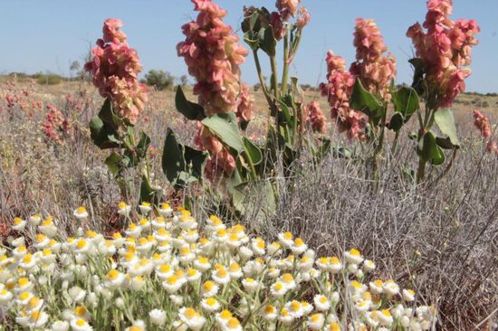 ...die Wüste blüht, ein herrlicher Anblick!