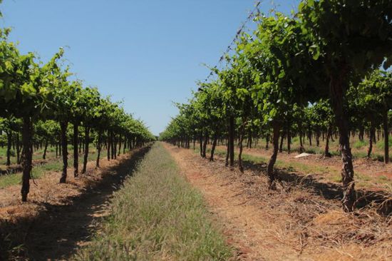 wir entdeckten Weinstöcke und eine Mangofarm im Outback....