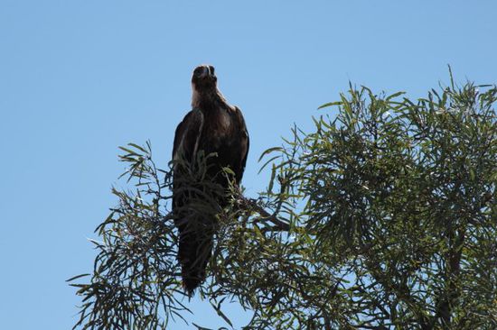 Adlerauge, sei wachsam!!!