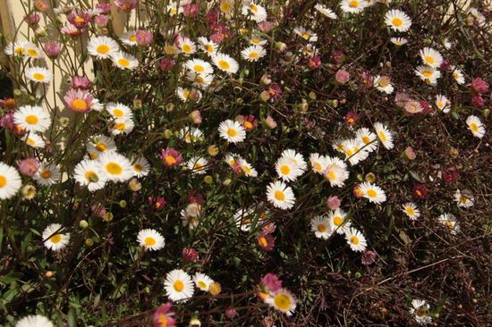 ...und Gänseblümchen gibt es auch wieder....