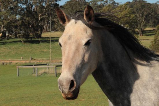 ...ein schönes deutsches Mädchen steht da auf der Weide...