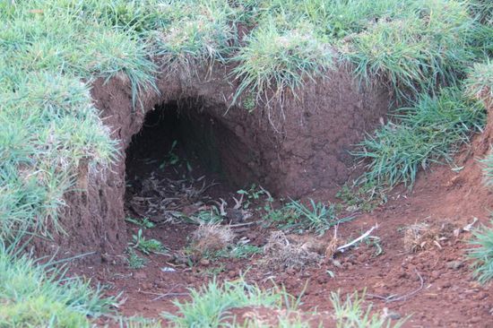 ...große Wombathöhlen gibt es hier überall, nicht gerade erfreulich mitten in den Koppeln.