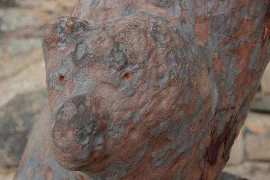 Eukalyptusstamm mit Bärenkopf