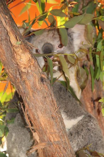 ...Nehmt ihr mich mit?????