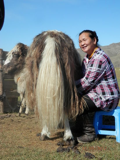 Mongolin beim Yak melken