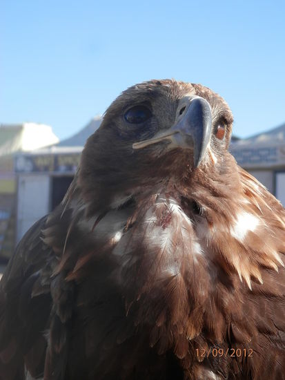 ...traurig, sein Blick