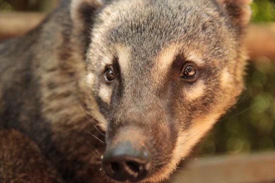 gell, du Nasenbär...