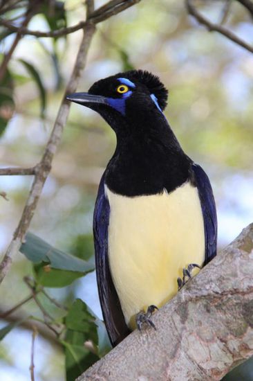 Vollkommenheit mit Flügeln...