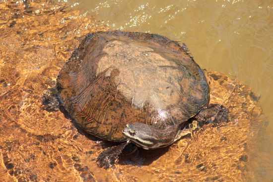 "Lotti" nimmt ein Sonnenbad....