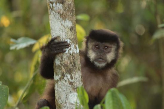 da schaut der kleine Kapuzineraffe aber...