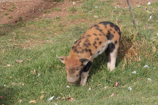 so ein Glücksschwein...