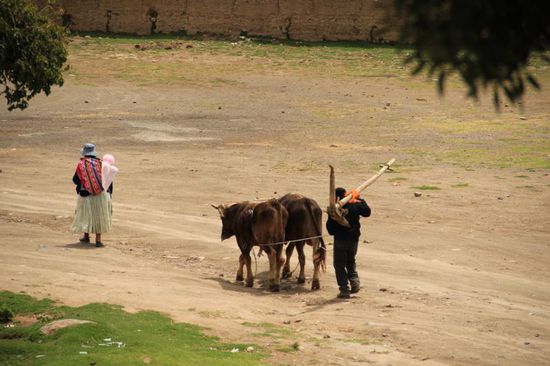 die Landarbeit ist überall die Gleiche ...